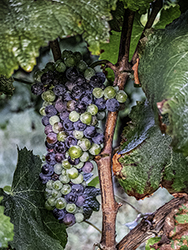 DSCF2941-700-VenetoVineyards