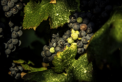 DSC_7637-850-grapes